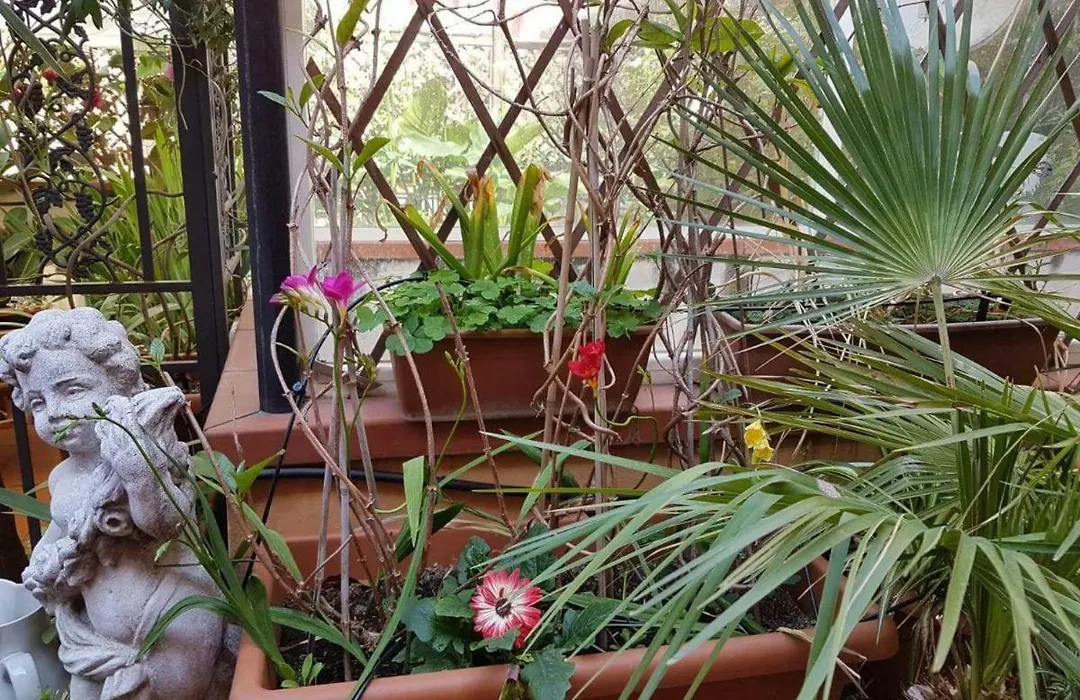 B&B Alassio-1